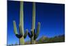 Cactuses at Sunrise-Paul Souders-Mounted Photographic Print