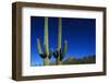 Cactuses at Sunrise-Paul Souders-Framed Photographic Print