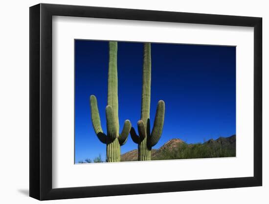 Cactuses at Sunrise-Paul Souders-Framed Photographic Print