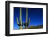 Cactuses at Sunrise-Paul Souders-Framed Photographic Print