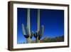 Cactuses at Sunrise-Paul Souders-Framed Photographic Print