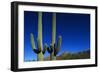 Cactuses at Sunrise-Paul Souders-Framed Photographic Print