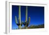 Cactuses at Sunrise-Paul Souders-Framed Photographic Print