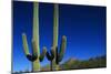 Cactuses at Sunrise-Paul Souders-Mounted Photographic Print