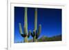 Cactuses at Sunrise-Paul Souders-Framed Photographic Print