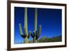 Cactuses at Sunrise-Paul Souders-Framed Photographic Print