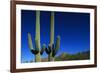 Cactuses at Sunrise-Paul Souders-Framed Photographic Print