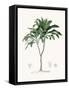 Framed Canvas