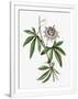 Gramercy White