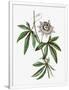 Gramercy White