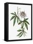 Framed Canvas