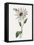 Framed Canvas