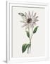 Gramercy White