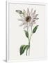 Gramercy White
