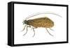 Caddis Fly (Ptilostomis Semifasciata), Insects-Encyclopaedia Britannica-Framed Stretched Canvas