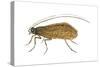 Caddis Fly (Ptilostomis Semifasciata), Insects-Encyclopaedia Britannica-Stretched Canvas