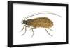 Caddis Fly (Ptilostomis Semifasciata), Insects-Encyclopaedia Britannica-Framed Poster