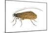 Caddis Fly (Ptilostomis Semifasciata), Insects-Encyclopaedia Britannica-Mounted Poster