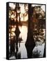 Caddo Lake at Sunrise, Marion Co., Texas, Usa-Larry Ditto-Framed Stretched Canvas