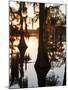 Caddo Lake at Sunrise, Marion Co., Texas, Usa-Larry Ditto-Mounted Photographic Print