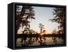 Caddo Lake at Sunrise, Marion Co., Texas, Usa-Larry Ditto-Framed Stretched Canvas