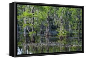 Caddo Lake, Texas, United States of America, North America-Kav Dadfar-Framed Stretched Canvas