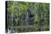 Caddo Lake, Texas, United States of America, North America-Kav Dadfar-Stretched Canvas