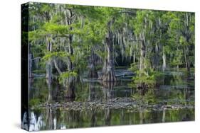 Caddo Lake, Texas, United States of America, North America-Kav Dadfar-Stretched Canvas