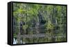 Caddo Lake, Texas, United States of America, North America-Kav Dadfar-Framed Stretched Canvas