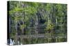 Caddo Lake, Texas, United States of America, North America-Kav Dadfar-Stretched Canvas