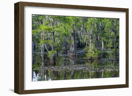 Caddo Lake, Texas, United States of America, North America-Kav Dadfar-Framed Photographic Print