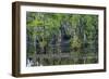 Caddo Lake, Texas, United States of America, North America-Kav Dadfar-Framed Photographic Print