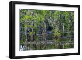 Caddo Lake, Texas, United States of America, North America-Kav Dadfar-Framed Photographic Print