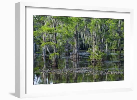 Caddo Lake, Texas, United States of America, North America-Kav Dadfar-Framed Photographic Print