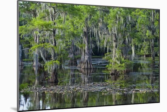 Caddo Lake, Texas, United States of America, North America-Kav Dadfar-Mounted Photographic Print