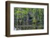 Caddo Lake, Texas, United States of America, North America-Kav Dadfar-Framed Photographic Print