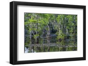 Caddo Lake, Texas, United States of America, North America-Kav Dadfar-Framed Photographic Print