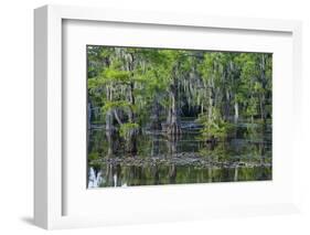 Caddo Lake, Texas, United States of America, North America-Kav Dadfar-Framed Photographic Print