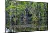 Caddo Lake, Texas, United States of America, North America-Kav Dadfar-Mounted Photographic Print