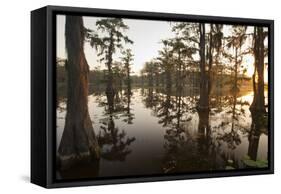 Caddo Lake, Texas, USA-Larry Ditto-Framed Stretched Canvas