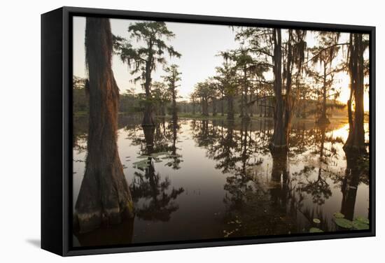 Caddo Lake, Texas, USA-Larry Ditto-Framed Stretched Canvas