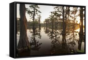 Caddo Lake, Texas, USA-Larry Ditto-Framed Stretched Canvas