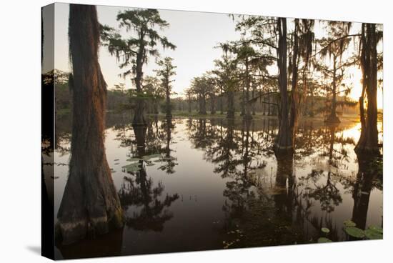 Caddo Lake, Texas, USA-Larry Ditto-Stretched Canvas