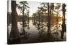 Caddo Lake, Texas, USA-Larry Ditto-Stretched Canvas