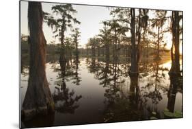 Caddo Lake, Texas, USA-Larry Ditto-Mounted Photographic Print