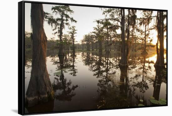 Caddo Lake, Texas, USA-Larry Ditto-Framed Stretched Canvas