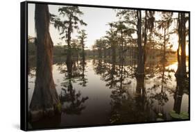 Caddo Lake, Texas, USA-Larry Ditto-Framed Stretched Canvas