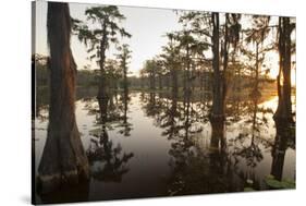 Caddo Lake, Texas, USA-Larry Ditto-Stretched Canvas