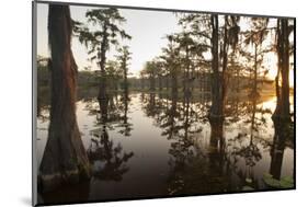 Caddo Lake, Texas, USA-Larry Ditto-Mounted Photographic Print