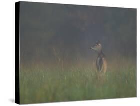 Cades Cove Doe-Galloimages Online-Stretched Canvas